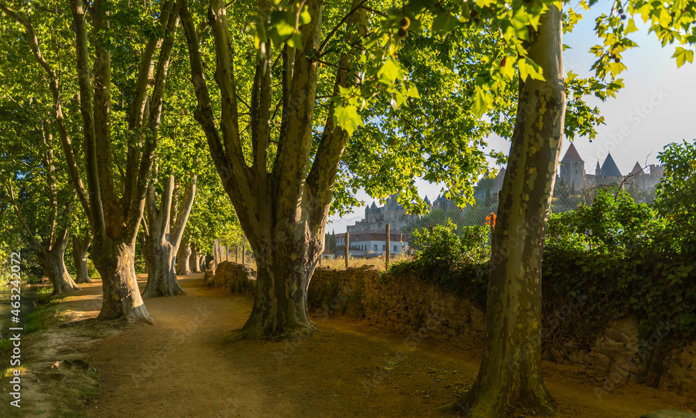 An alley of plane trees near the city of Carcassonne France. An alley of plane trees near the city of Carcassonne France.
