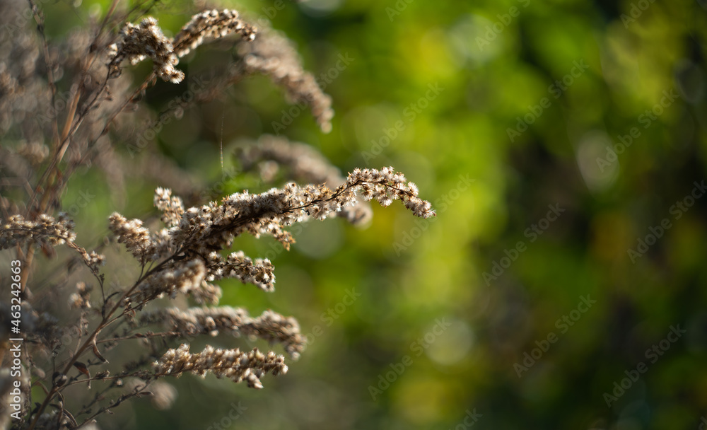 Soft focus autumn forest fragment. Background. Soft focus autumn forest fragment. Background.