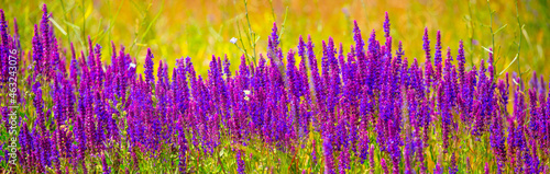 Lavender flower plantation. Blooming lavender field close up. Beautiful all-natural nature. Floral landscape.