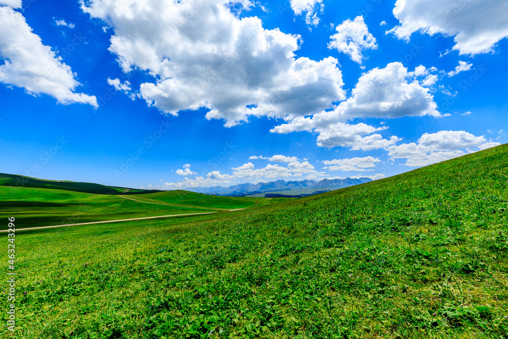 Green grass field with blue sky background.Green grassland landscape in Xinjiang,China. Green grass field with blue sky background.Green grassland landscape in Xinjiang,China.