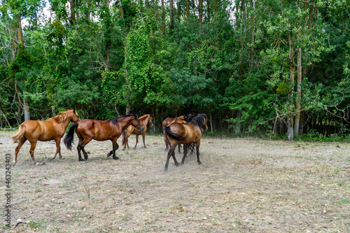 Landscape photo of wild horses in Caraorman Forest, Danube Delta, Romania