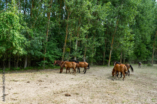 Landscape photo of wild horses in Caraorman Forest, Danube Delta, Romania
