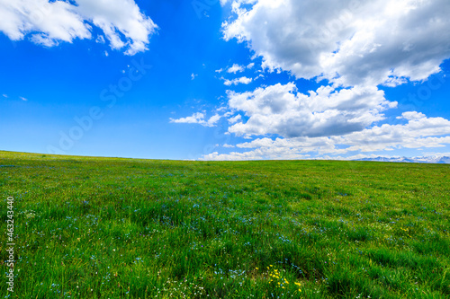 Green grass field with blue sky background.Green grassland landscape in Xinjiang,China. photo
