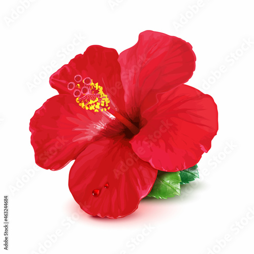 Gorgeous Red Hibiscus Flower also Called Chinese Rose. Realistic Vector Illustration Isolated on White Background.