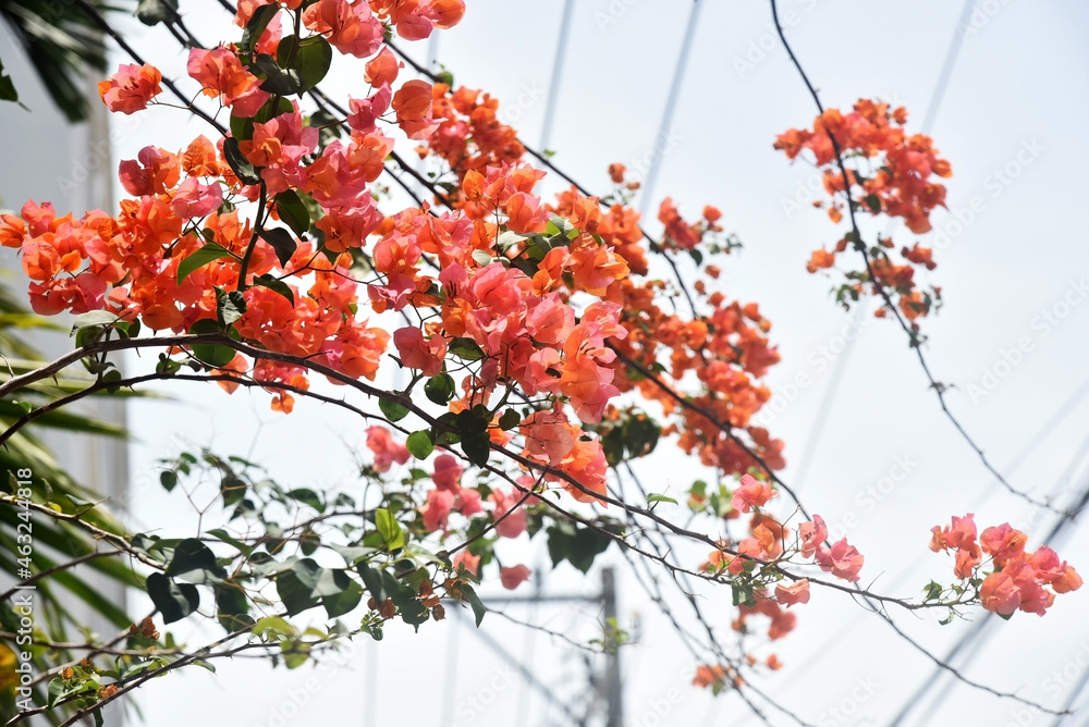 Branches of blooming orange bougainvillea, illuminated by the sun, against the sky