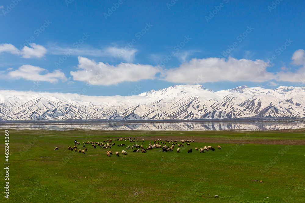 snowy mountains and reflection of a shepherd grazing a flock of sheep, yuksekova, hakkari