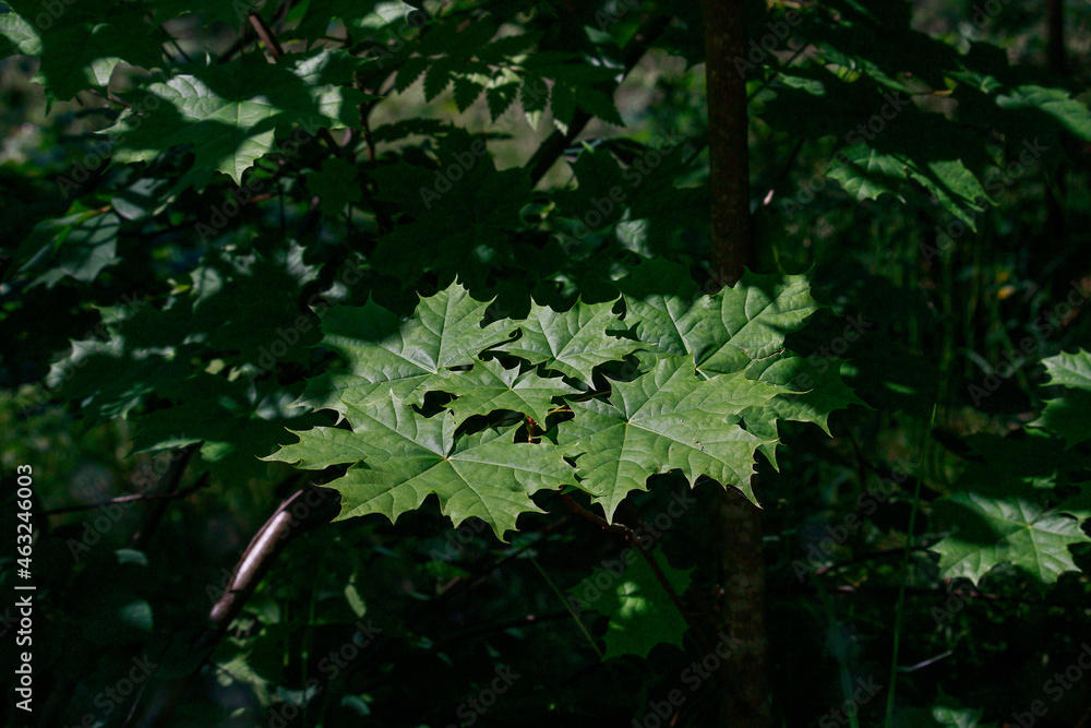 The new maple leaves have slipped from the shadow The new maple leaves have slipped from the shadow