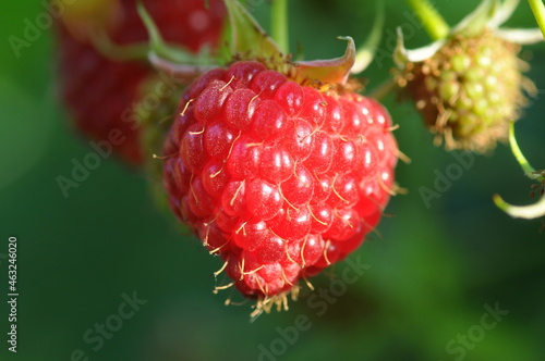 wild strawberry in the garden