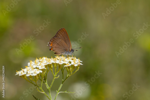 brown little butterfly on the flower, Satyrium acaciae