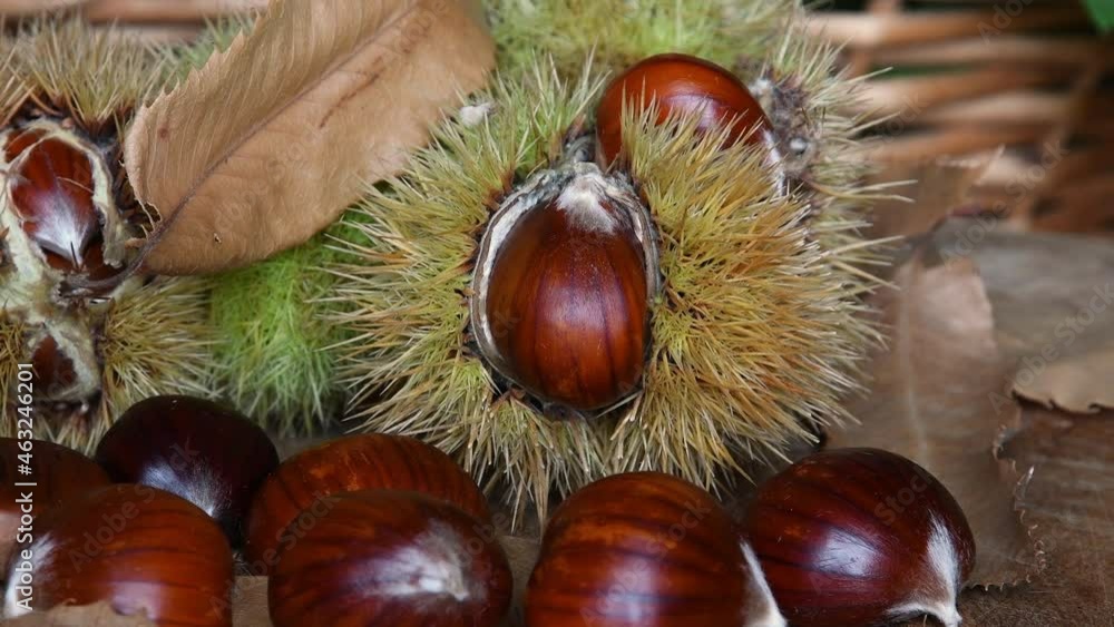 Close-up of freshly picked chestnuts inside a wooden bowl with blurred green hedgehogs in the background. October, Chestnut harvest time. Typical fresh autumn fruits. Close-up of freshly picked chestnuts inside a wooden bowl with blurred green hedgehogs in the background. October, Chestnut harvest time. Typical fresh autumn fruits.