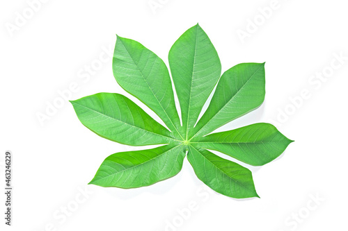 Cassava leaves, isolated white background