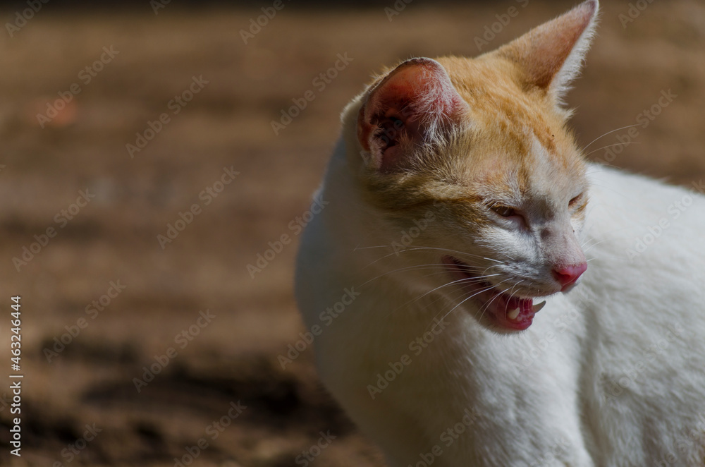 Fototapeta premium Cute Little Cat Portrait domestic pet animal