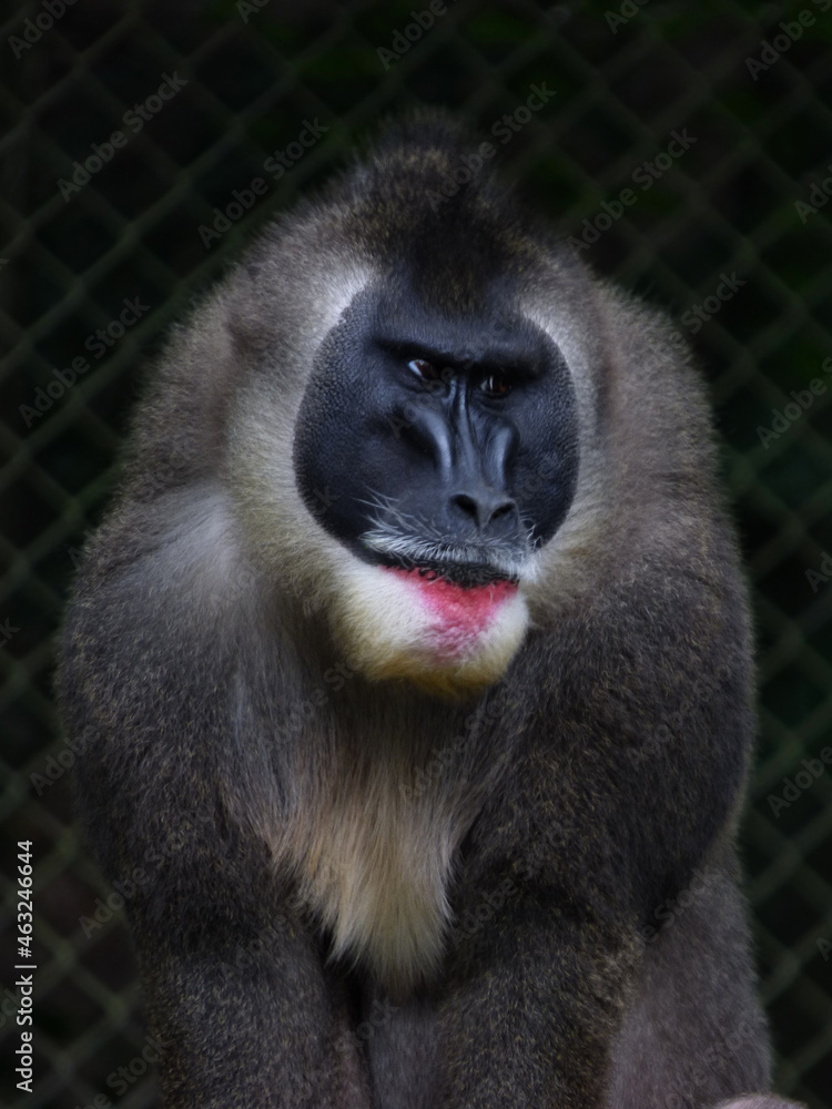 Obraz premium Close up of a baboon, monkey