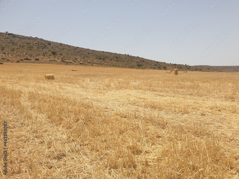 wheat crop field with hay