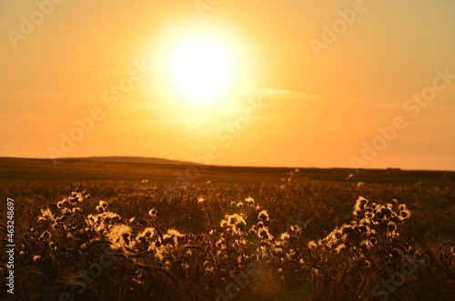 Field flowers in golden sunset