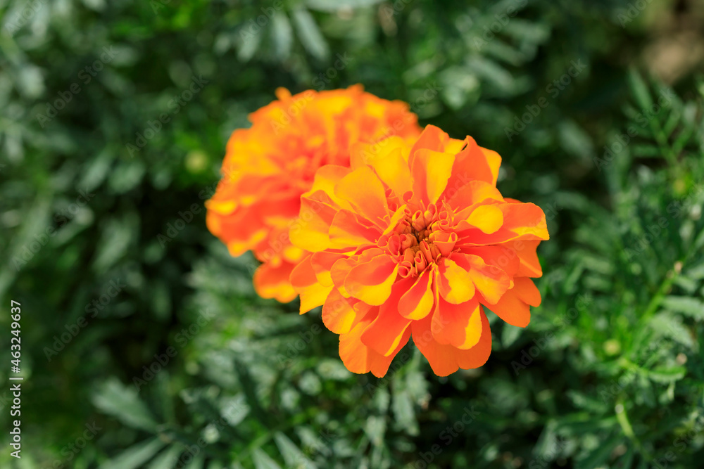 マリーゴールドの花 マリーゴールドの花