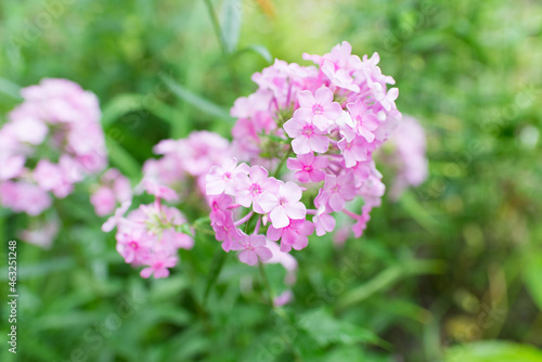 Garden phlox (Phlox paniculata), vivid summer flowers. Blooming branches of phlox in the garden on a sunny day. Soft blurred selective focus.  © Olena Svechkova