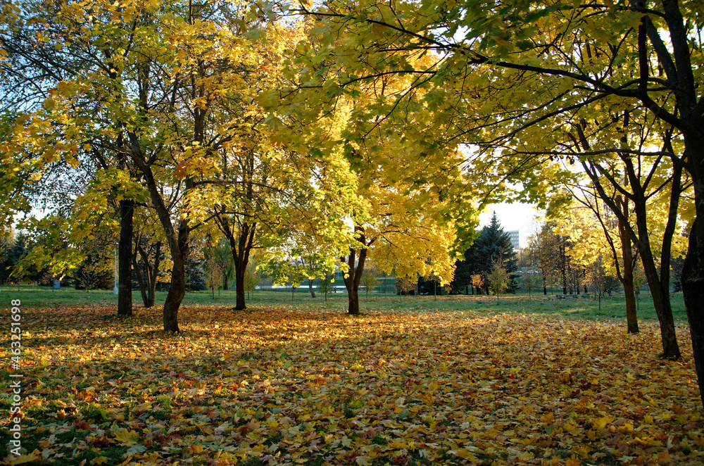 yellow orange and red autumn leaves on trees yellow orange and red autumn leaves on trees