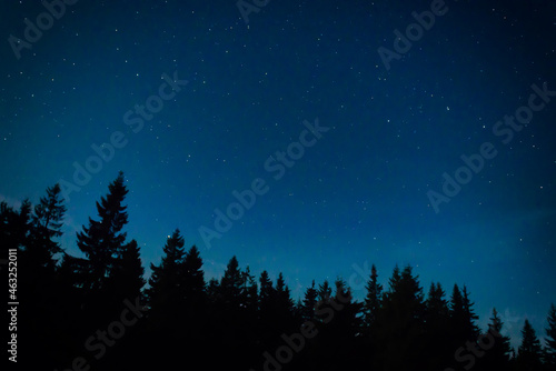 Night forest with pine trees, dark night sky and many stars. Night forest landscape
