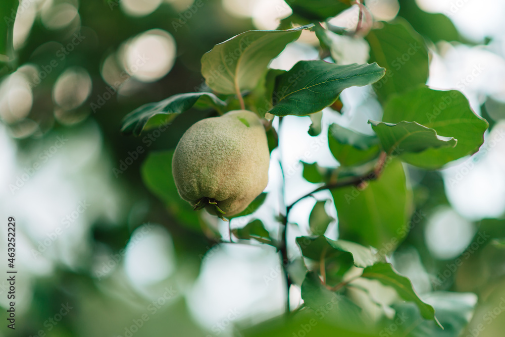 Branch of a tree with green quince fruits and leaves Branch of a tree with green quince fruits and leaves