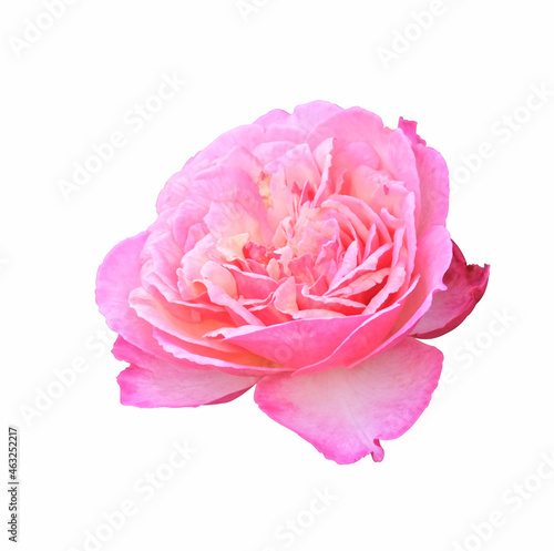 side view beauty soft pink rose yellow pollen abstract shape . Isolated on white background with clipping path. symbol of love in valentine day. soft fragrant aroma flora.