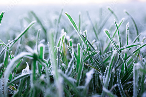 Morning dew froze on a green grass. First frost. Preparing the lawn for wintering. Close-up. Copy space. Banner. Late autumn. Conceptual background of weather forecast. Nature detail. Winter season © Hanna