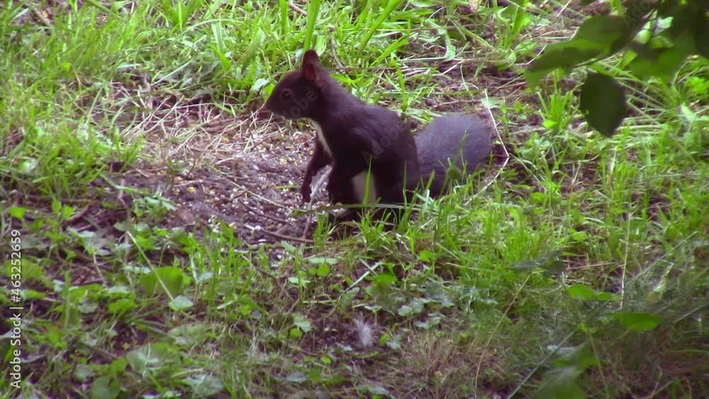 Squirrel eating in the grass and scratching itself Squirrel eating in the grass and scratching itself