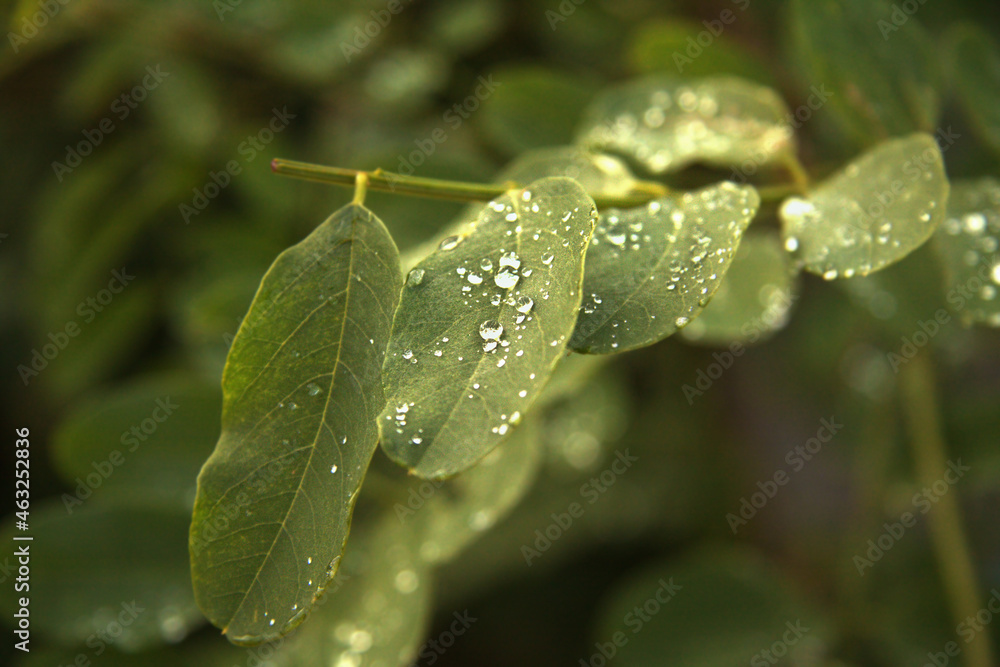 Liście akacji w czasie deszczu z kroplami wody - obrazy, fototapety, plakaty 