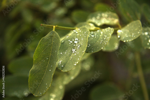 Liście akacji w czasie deszczu z kroplami wody