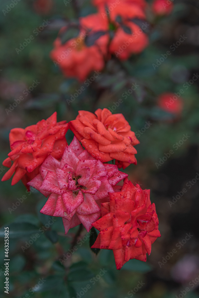 秋薔薇 秋薔薇