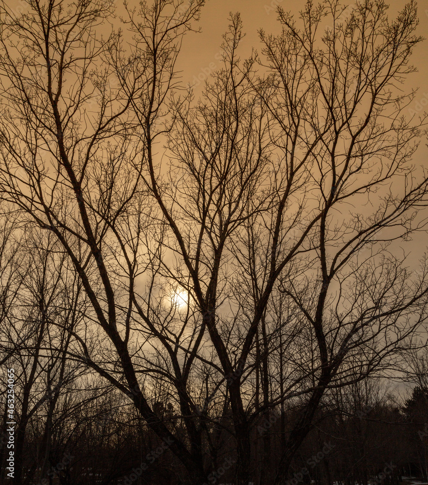 Silhouette view of tree branches at sunset. Silhouette view of tree branches at sunset.