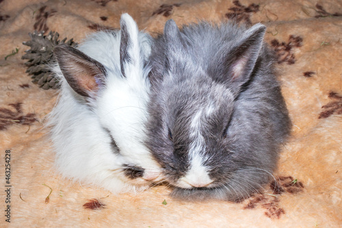 Fotografia Domestic white and grey baby Jersey Wooly rabbit sleeping, Cape Town, South Afri