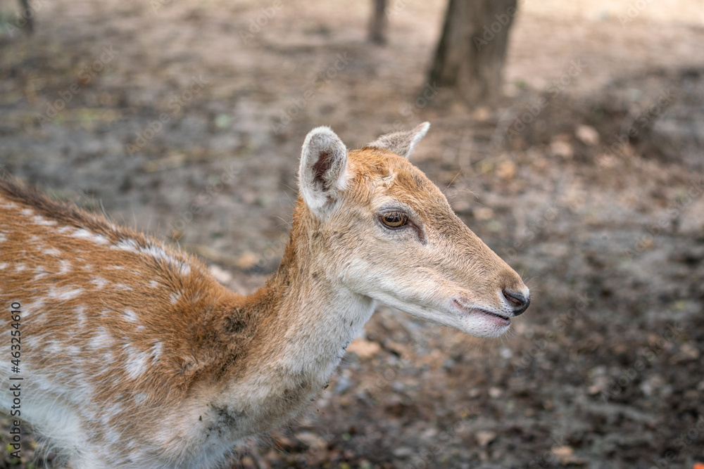 A cute young deer or antelope with natural environment background. Animal in nature portrait photo. Selective focus on face and eyes. A cute young deer or antelope with natural environment background. Animal in nature portrait photo. Selective focus on face and eyes.