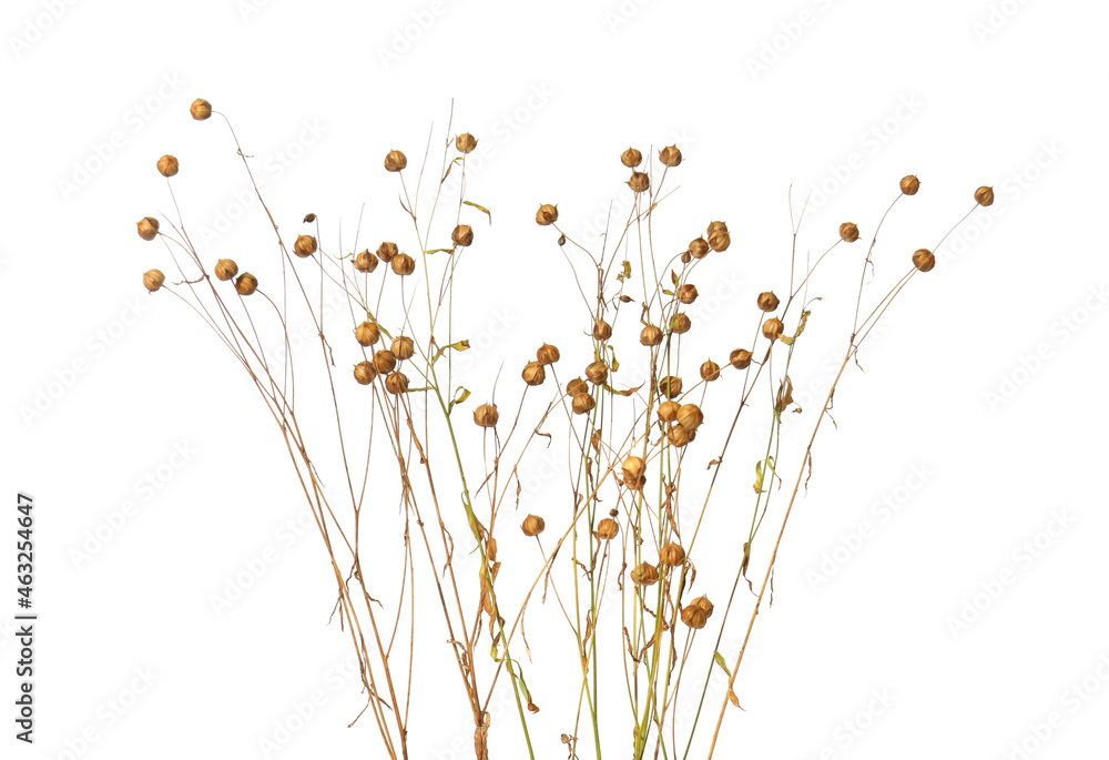 Beautiful dry flax plants isolated on white