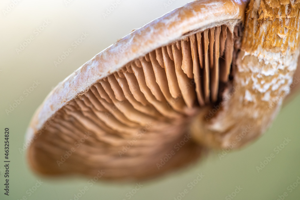 close-up of mushroom on a tree upsidedown - close-up of fungi on a tree growing downwards close-up of mushroom on a tree upsidedown - close-up of fungi on a tree growing downwards