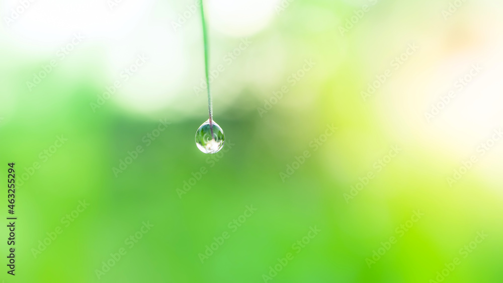 Fresh lush green grass with selective focusing water dew drops in morning sunrise Fresh lush green grass with selective focusing water dew drops in morning sunrise