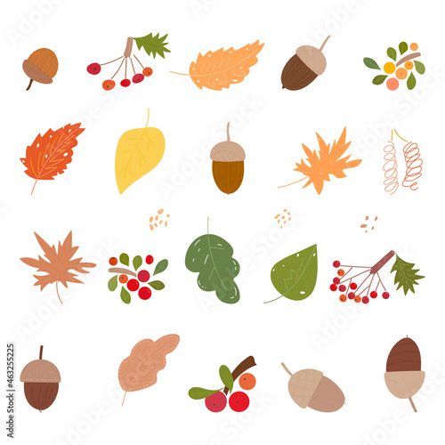 autumn foliage and berryes isolated vector illustration set
