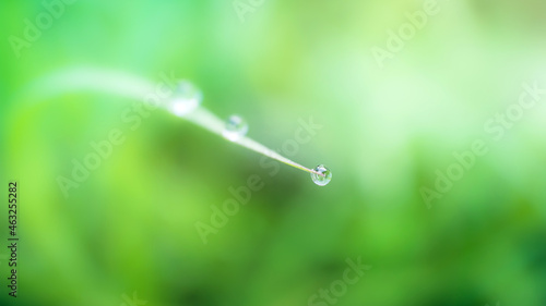 Fresh lush green grass with selective focusing water dew drops in morning sunrise