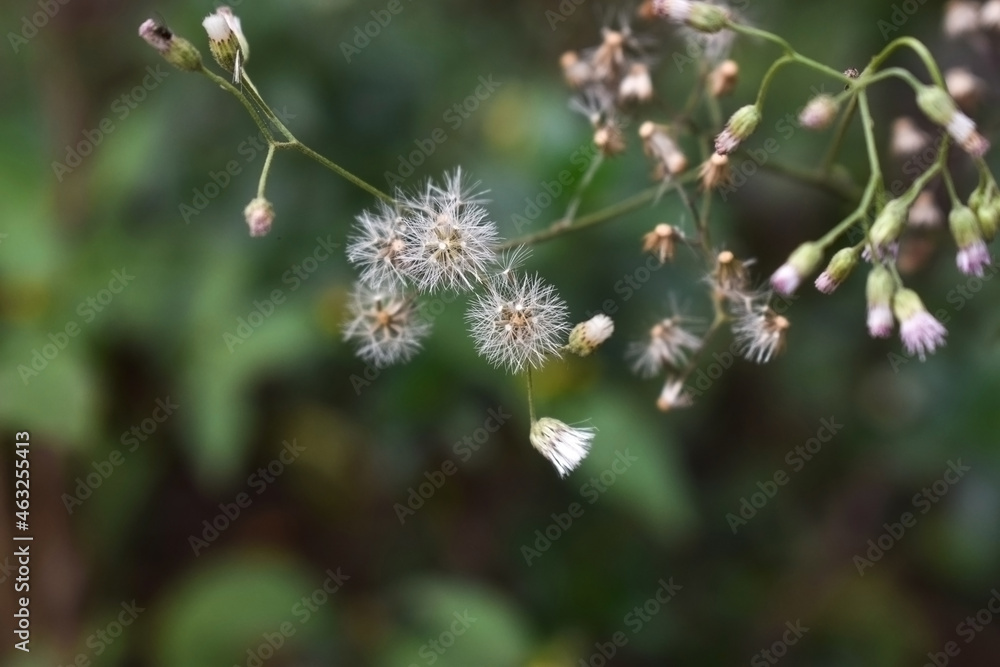 Closed Bud of a dandelion. Dandelion white flowers with green blur background for wallpaper Closed Bud of a dandelion. Dandelion white flowers with green blur background for wallpaper