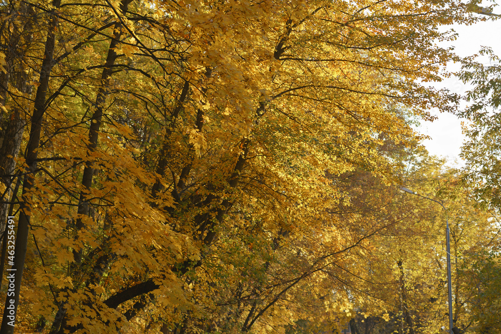 Background of golden leaves. Bright sunny autumn day. Maple tree and other kinds of trees in the Moscow public park. Natural pattern. Background of golden leaves. Bright sunny autumn day. Maple tree and other kinds of trees in the Moscow public park. Natural pattern.
