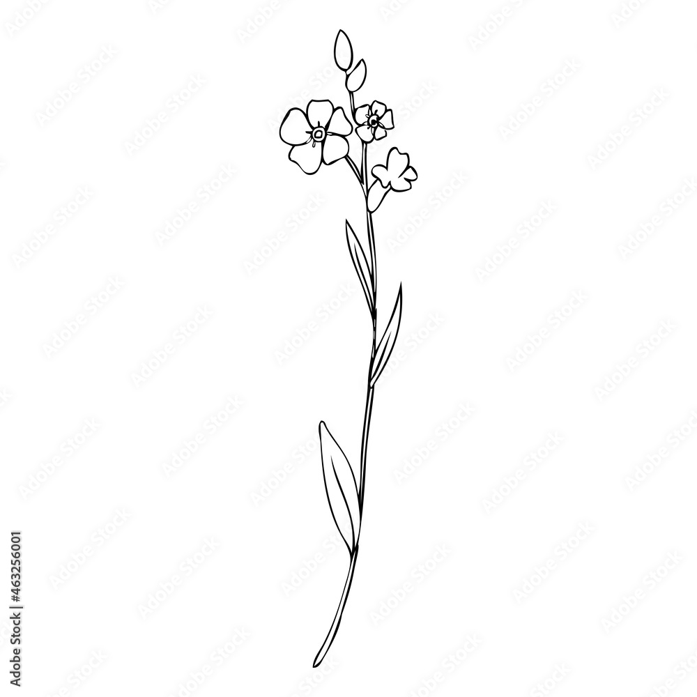 Forget-me-not flower vector illustration isolated on white background, ink sketch, decorative herbal doodle, line art style for design medicine, wedding invitation, greeting card, floral cosmetic
