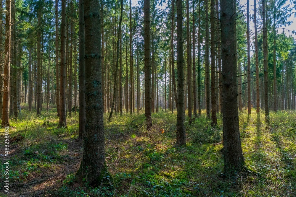 Fototapeta premium trees in the forest