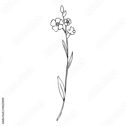 Forget-me-not flower vector illustration isolated on white background, ink sketch, decorative herbal doodle, line art style for design medicine, wedding invitation, greeting card, floral cosmetic