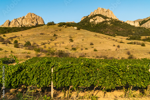 The Crimean Peninsula. July 16, 2021. Vineyards at the foot of the Kara-Dag mountain.