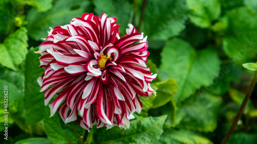 White and Red Flower