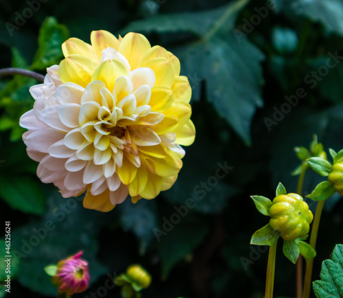 White and Yellow Flower