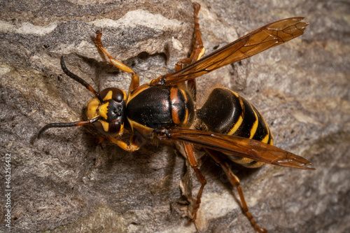The median wasp (Dolichovespula media) macro. Wasp on the nest surface. Top view. Place for text. © Oksana