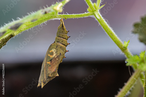 Caterpillar cocoon transforming into peacock butterfly