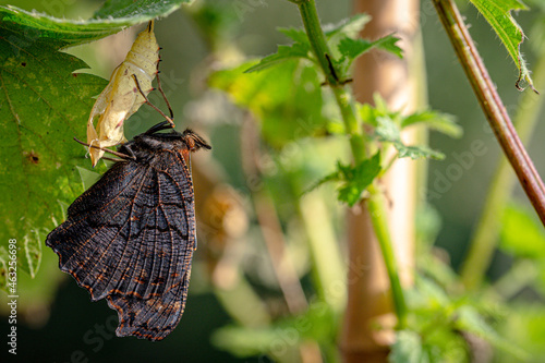 Newly emerged peacock butterfly resting on its empty cocoon