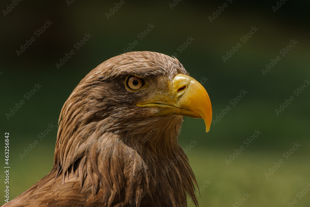 White-tailed eagle portrait - head and beak White-tailed eagle portrait - head and beak